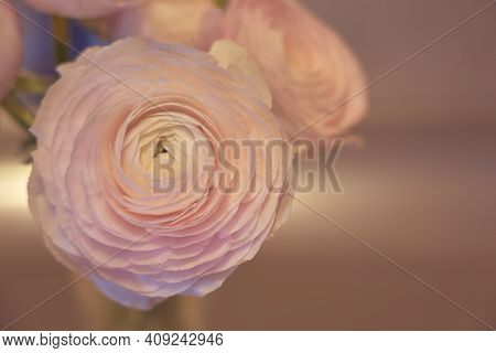 Pink Ranunculus Flowers In A Glass Vase With Blurred Background. Copy Space.