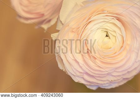 Pink Ranunculus Flowers In A Glass Vase With Blurred Background. Copy Space.