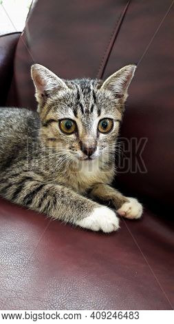 Cutie Three Colors Of Cat With Round Eyes