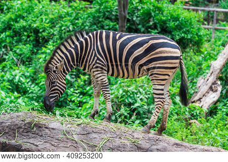 Zebra Between Eating With Nature Use For Background