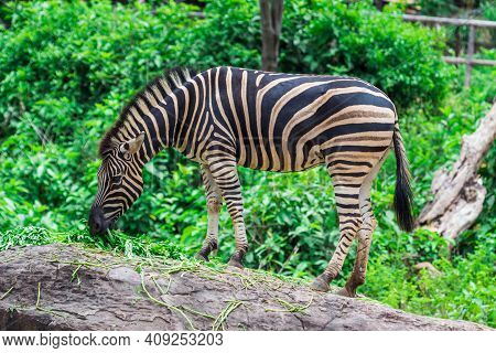 Zebra between eating with nature use for background