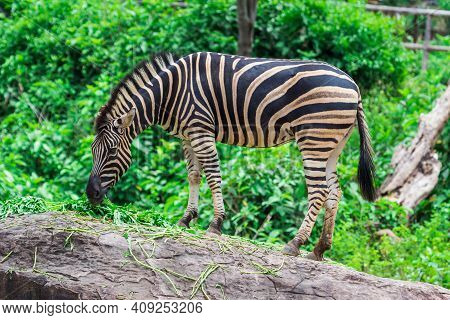 Zebra Between Eating With Nature Use For Background