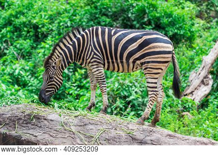 Zebra between eating with nature use for background