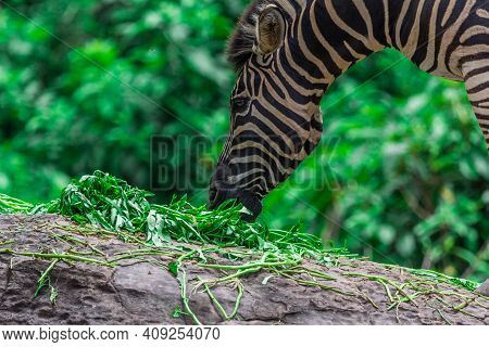 Zebra Portrait Face And Head