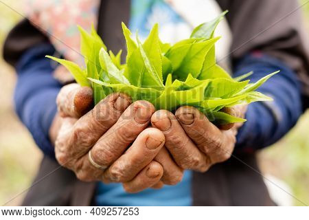 Top Tea Leaves, Natural Products, Are Ingredients In Making Beverages. Selected Fresh Tea Leaves In 