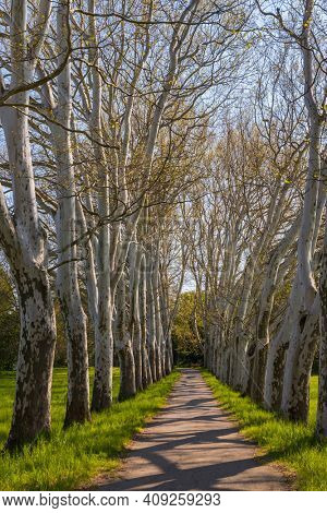 Plane alley in the castle park in Straznice, Southern Moravia, Czech Republic