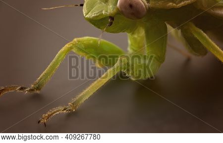 Ultra Macro Closeup Of A Leaf Hopper Spider