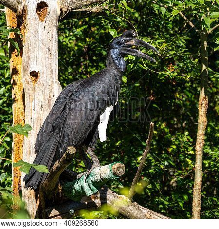 The Abyssinian Northern Ground Hornbill, Bucorvus Abyssinicus Or Northern Ground Hornbill Is An Afri