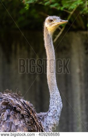 The Common Ostrich, Struthio Camelus, Or Simply Ostrich, Is A Species Of Large Flightless Bird Nativ