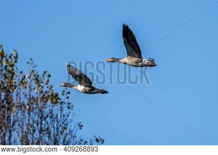 The Greylag Goose, Anser Anser Is A Species Of Large Goose In The Waterfowl Family Anatidae And The 