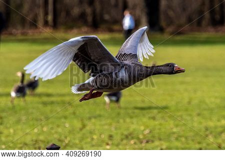 The Greylag Goose, Anser Anser Is A Species Of Large Goose In The Waterfowl Family Anatidae And The 