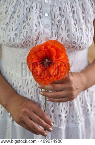 Woman In White Dress Holding Poppe Flowers, Close Up On Her Hands. Spring Time Dreams.