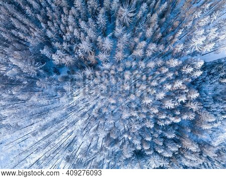 Aerial Top Down View Of Beautiful Winter Forest Treetops. Spruce Frosty Trees Covered With Snow. Win