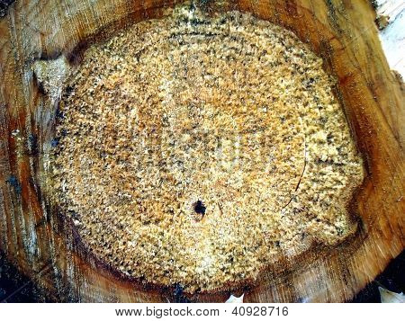 Rotten Pattern Images, Illustrations & Vectors (Free) - Bigstock