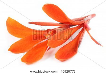 คันนา indica หรือดอกไม้ Kolaboti