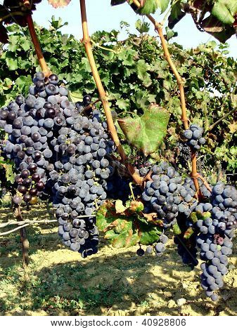 Uve Merlot sorta