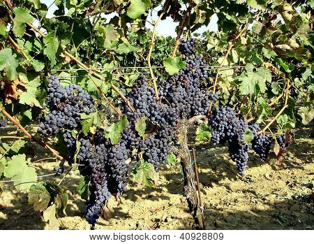 Linea Grapevine