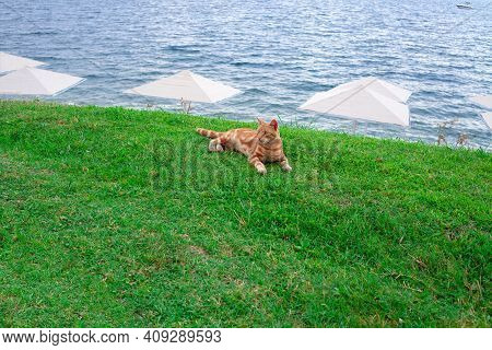 Ginger Cat Lies On The Grass On See Coast With White Beach Umbrellas Against Blue Water. Homeles Red