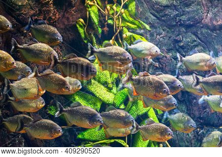Piranha Fish Underwater Close Up Portrait
