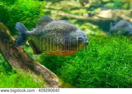 Piranha Fish Underwater Close Up Portrait
