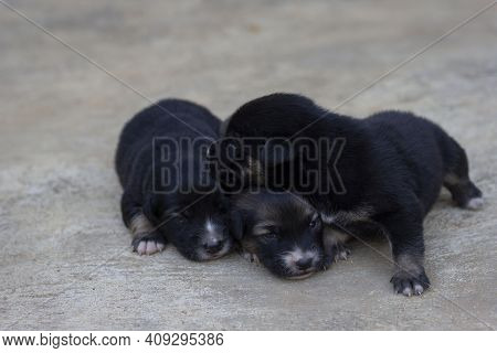 Cute Three Brown And Black Puppy Lying On The Cement Floor.