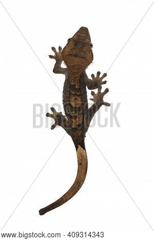 Top View Of Crested Gecko Aka Correlophus Ciliatus. Standing On White Surface. Isolated On White Bac