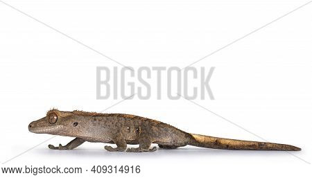 Eye Level Of Gray Grayish Crested Gecko Aka Correlophus Ciliatus. Walking Side Ways Looking Straight