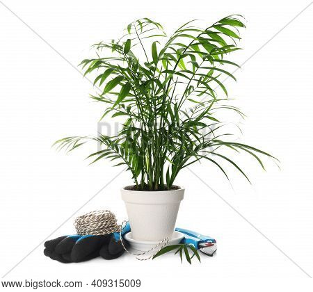 Beautiful Ravenea Rivularis Plant In Pot And Gardening Tools On White Background. House Decor