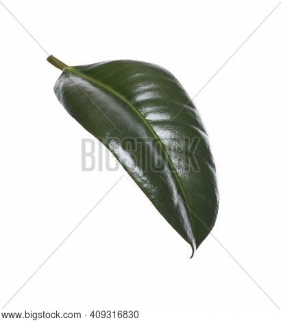 Fresh Green Leaf Of Ficus Elastica Plant Isolated On White