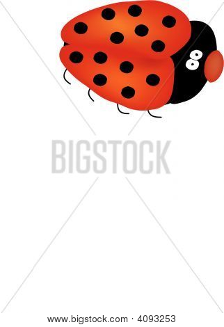 Lady Bug