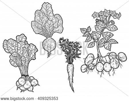 Set Of Vegetables. From Root To Green Top. Sketch Scratch Board Imitation.