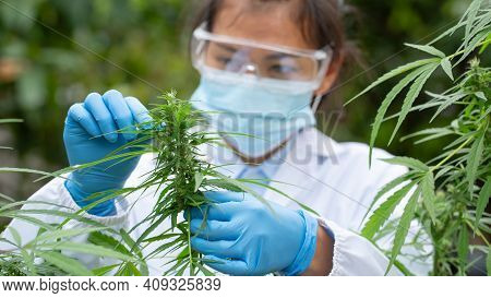 Scientist Analyzing And Researching Hemp Oil Extracts,  Concept Of Herbal Alternative Medicine, Cbd 