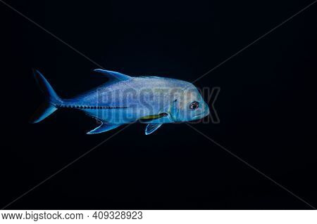 Brassy Trevally, Caranx Papuensis Or Papuan Fish Isolated On Black