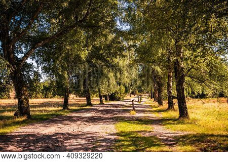 Beautiful Tree-lined Avenues And Hiking Trails In The Lüneburg Heath Nature Reserve. Northern German