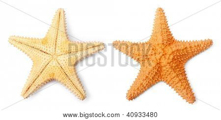 Společné Karibiku hvězdice (Oreaster reticulatus) izolované na bílém pozadí.