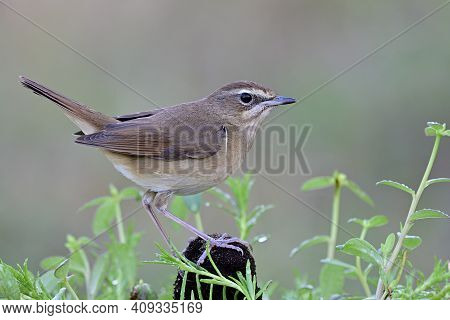 Lovely Chubby Brown Bird Perching On Weed Spot Among Fresh Green Leafs With Water Drops In Early Mor