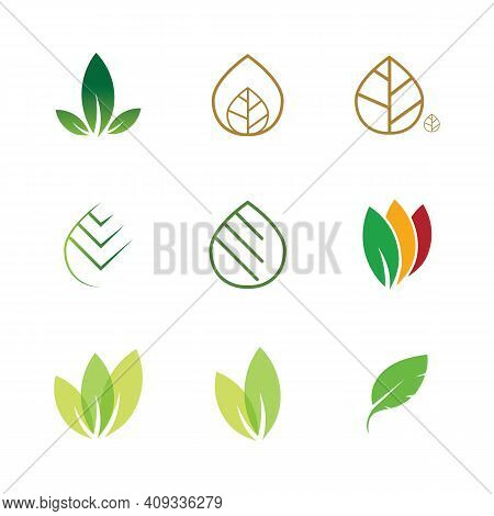 Leaf