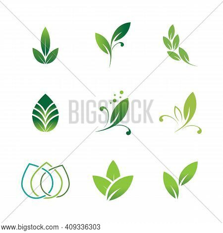 Leaf