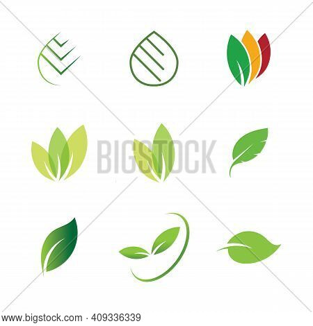 Leaf