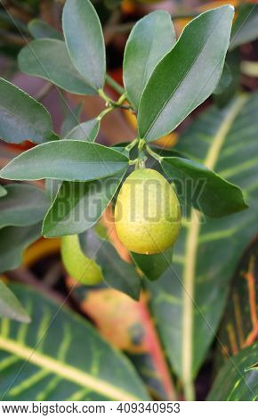 Ripening Kumquat Fruit On A Branch In A Greenhouse, Selective Focus, Vertical Orientation.