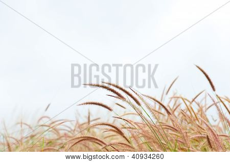Květina Imperata válcové Beauv trávy