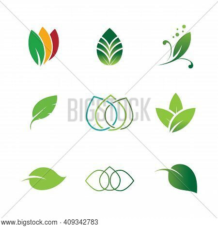 Leaf