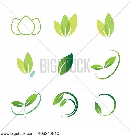 Leaf