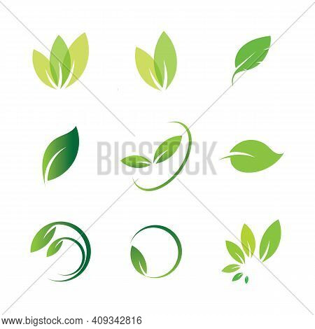 Leaf