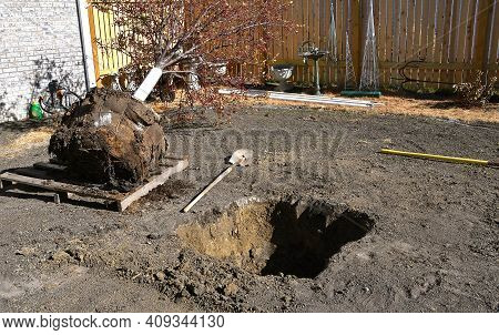 A Tree With A Burlap Wrapped Ball Is Ready To Be Transplanted In The Pre-dug Hole