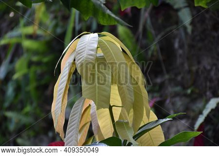 Bunch Of Sap Green Leaves With Beautiful Pattern