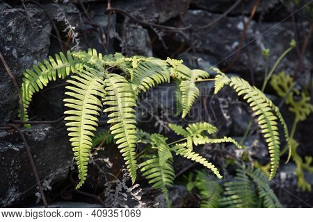 Beautiful Green And Silvery Fern With Defined Pattern