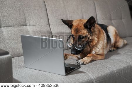 Charming Worker Lies At Home In Living Room And Does His Job. Creative Dog At Remote Work Online. Ge
