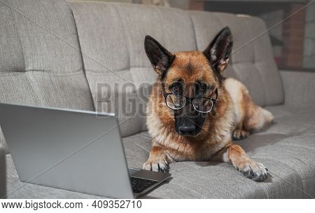 Charming Worker Lies At Home In Living Room And Does His Job. Creative Dog At Remote Work Online. Ge