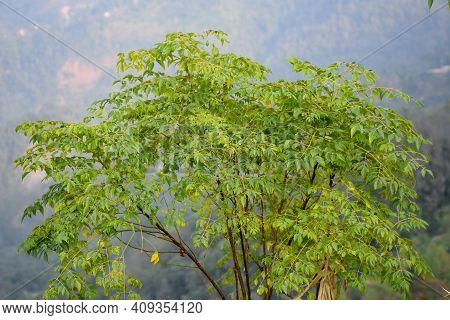 Beautiful Green Tree Top In Himalayan Mountain